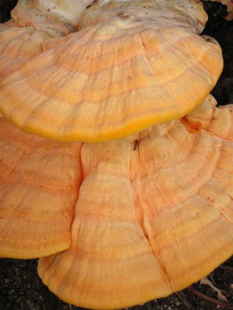 Sulfur Shelf/Chicken of the Woods, Laetiporus gilbertsonii